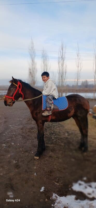 уйлар сатылат: Сатам | Байтал — 3