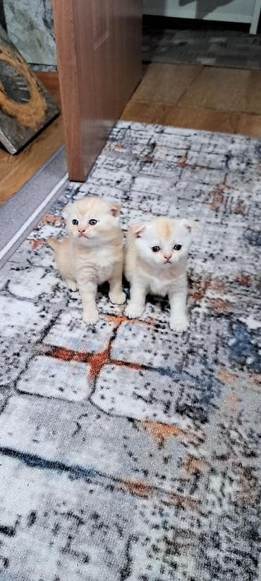 ориентальная кошка черная: Шотландские котята (вислоухие/страйт) разных окрасов. - Возраст на — 6