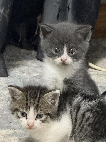 Котята от кошки шатландская прямоухая .Есть котенок голубой окрас без at lalafo.kg Котята от кошки шатландская прямоухая .Есть котенок голубой окрас без