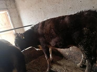 китайская хохлатая собака: Продаю | Корова (самка), Тёлка | Полукровка | Для разведения, Для молока | Привязанные — 5