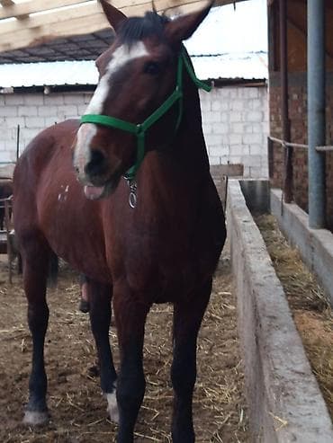 арабский скакун: Продаю | Жеребец | Рабочий | Племенные — 3