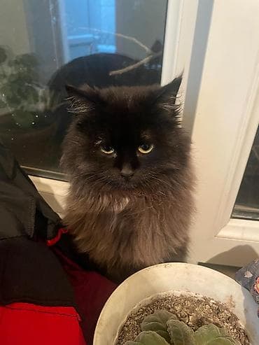 кошка каракол: Домашние кошки с длинной шерстью - Пушистые, длинношёрстные кошки с — 5