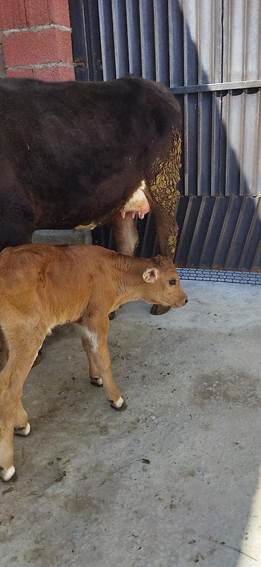 Продаю | Корова (самка) | Для молока | После отела