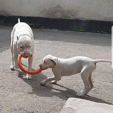 куплю собаку питбуль: Питбуль на Вязку !!! 5000т или 2-х Щенков на мой выбор. Неухоженых — 1