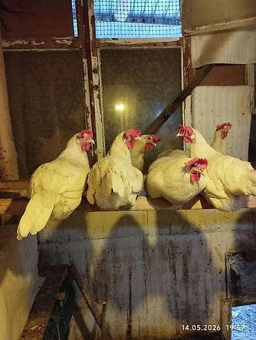 попугай даром: Продаю Леггорн 7 кур и петух — 4