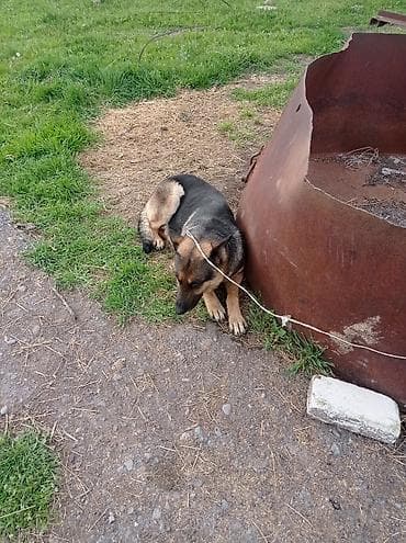 бельгийская кошка цена: Бельгийский Жана немецкий овчарка Экоотен мал айдайт. Бельгийский — 8