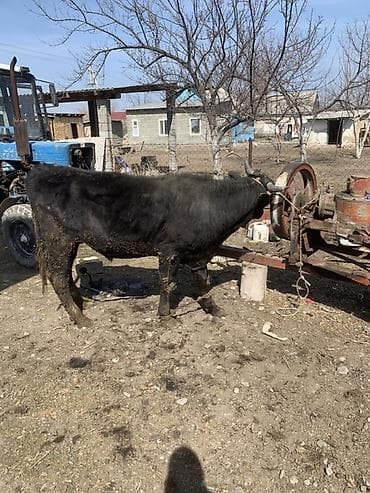 Продаю | Бык (самец) | На откорм | Привязанные at lalafo.kg Продаю | Бык (самец) | На откорм | Привязанные