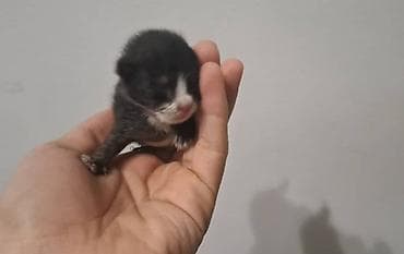 кошка шотландская вислоухая: Кошка даром: Беспородная, Мальчик — 1