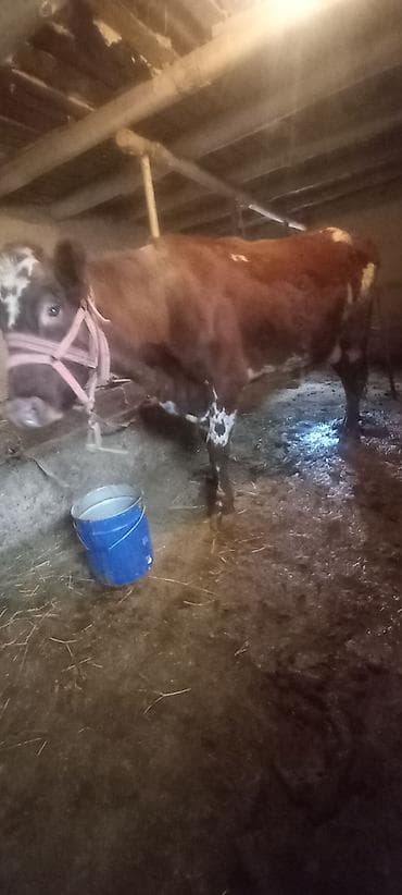 Продаю | Корова (самка) | Для молока | Привязанные