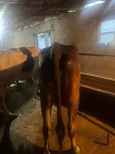 животные карова: Продаю | Корова (самка) | Голштин | Для молока | Племенные — 8