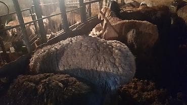 Услуги ветеринара: Продаю | Баран (самец) | На забой, Для разведения — 2