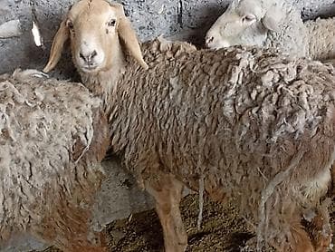 Продаю | Овца (самка) | Арашан | Для разведения | Ярка