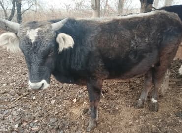 Аквариумы: Продаю | Бык (самец) | На откорм, На забой, Для разведения | Привязанные — 1