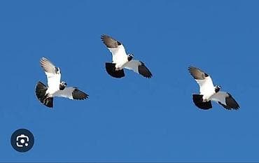 гуси линда: Куплю 2 самца «немецкий монах» (German Nun) - Декоративно-летная — 2