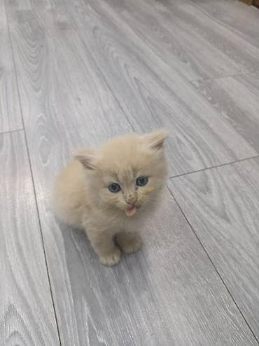 голубая вислоухая кошка: Пушистые котята, домашнего выращивания. - Возраст на фото: примерно — 3