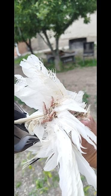рыбы в аквариум: Продаю Голубей 
Голубь Самес — 4