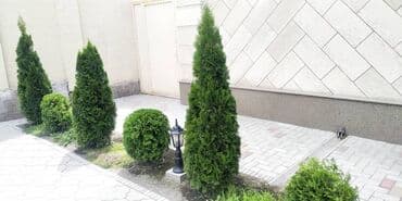 услуги медсестры капельницы уколы на дому: Уборка территории, Уход за деревьями — 3