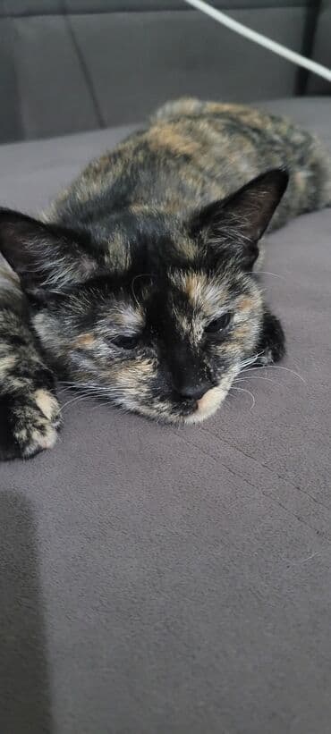 если не кастрировать кота: Кошка даром: Беспородная, 8 месяцев, Девочка, Приучена к лотку — 1