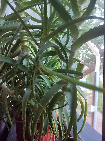 Комнатные растения: Алоэ (Aloe arborescens), взрослое комнатное растение в горшке — 3