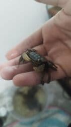 Аквариумы at lalafo.kg Аквариумы