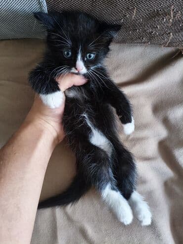 купить котёнка мейн кун: Отдаю котят в добрые руки, чёрно-белый мальчик, 1,5 месяца — 2
