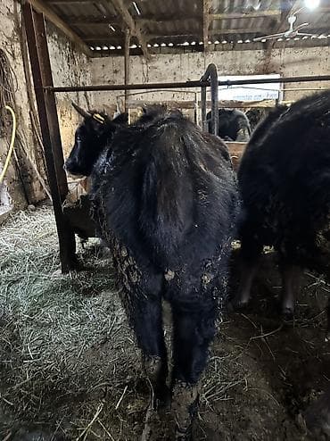 Собаки: Продаю | Тёлка — 4