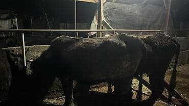 продаю телёнок: Продаю | Корова (самка) | Полукровка | Для разведения — 1