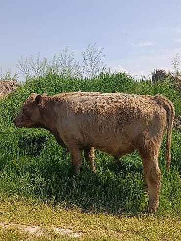 айрширская корова купить: Продаю | Бык (самец) | Аулиекольская | На откорм | Племенные — 1