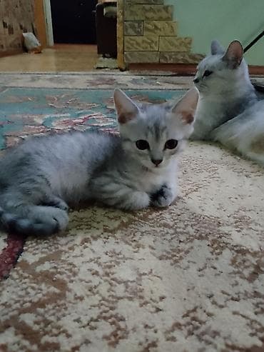 Котята Шотландской породы Скотиш- страйт окрас шиншилла на серебре