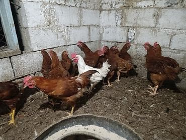 продаю птиц: Тоджон кучинский аралаш короздор 20 дай бар ( петушки кучинка с — 5