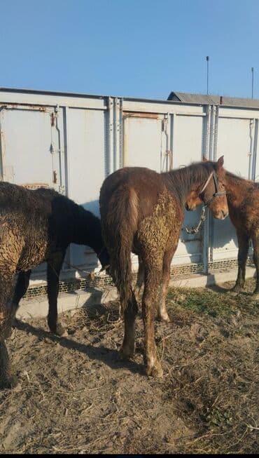 Услуги ветеринара: Продаю | Кобыла (самка) | Для разведения — 4