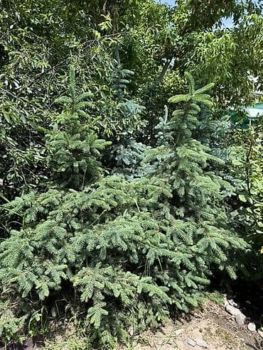 Ель голубая (Picea pungens, голубая ель) - Декоративная хвойная с — 2