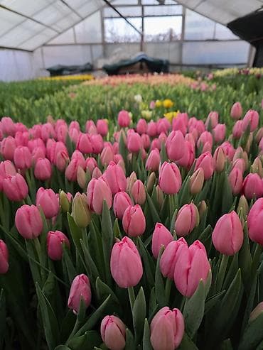 Тюльпаны оптом от производителя. Местная теплица, без посредников