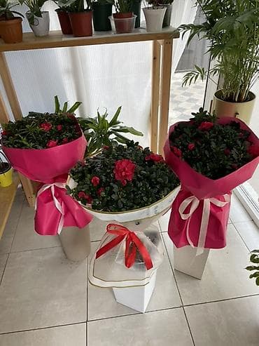 Дом и сад: Азалия в декоративной упаковке - Пышноцветущие азалии с крупными — 2