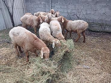 охотничный собака: Продаю | Овца (самка) | Для разведения | Матка — 2