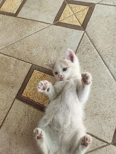 турецкая ангора кошка цена: Мама турецкий ван.🐱 котятами 2 месяца🐱. проглистованы. сами — 7