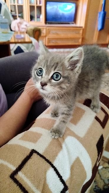 манчкин кот купить: Котёнок, короткошёрстный, окраса серый табби (серебристые полоски) — 1
