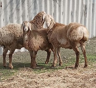 Продаю | Овца (самка), Баран (самец) | Арашан | Для разведения