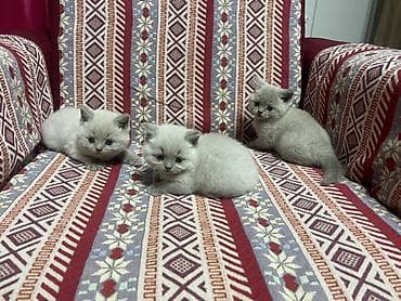 котятя: Британские короткошёрстные котята, окрас лиловый. Девочки. Приучены к — 5