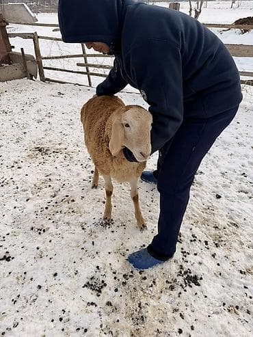 Продаю | Овца (самка) | Для разведения