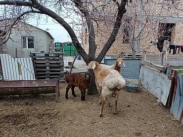 овчарки в дар: Продаю | Овца (самка) | Романовская | Для разведения | Матка — 7