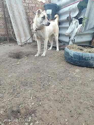 кошка 302: Собака крупной породы, кремового окраса с темной маской на морде — 3