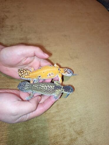 срочно продаю в связи с переездом: Эублефары,подростки этого сезона редкие морфы а также есть всё что — 8