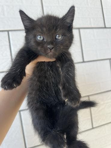 d cat: Котята, ищут уютный дом. 1,5 месяцев, едят самостоятельно(сухой — 3