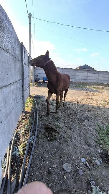 лошадь ош: Продаю | Жеребенок | Полукровка | Конный спорт — 8