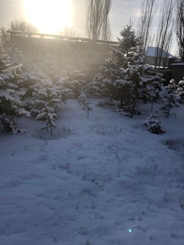 купить саженцы бишкек: Елки Голубые тянь-шаньские, адаптированые под Бишкек! Разные размеры — 8