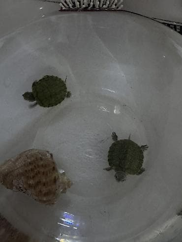 фильтр для пруда: Малыши водные черепахи (примерно 3–4 см панцирь). Активные, хорошо — 5