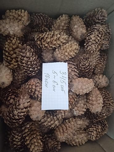 для украшений: Сосновые и еловые шишки для декора и рукоделия. - Натуральные — 8