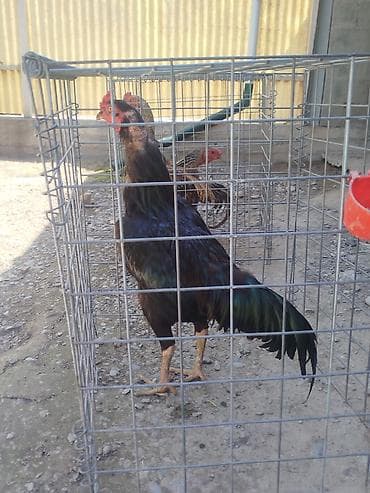 тайган собака цена бишкек: Дакан короздор сатылат активный алмашу жолдору бар жемге жугоруго — 4