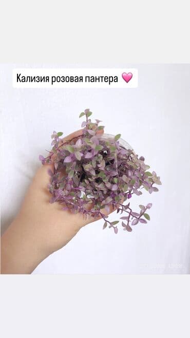 малина саженцы цена: РАСПРОДАЖА 🔥🔥🔥🔥 Продаю комнатные растения, цветы . Пассифлора кализия — 3